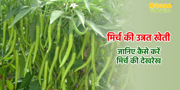 मिर्च की उन्नत खेती, जानिए कैसे करें मिर्च की देखरेख